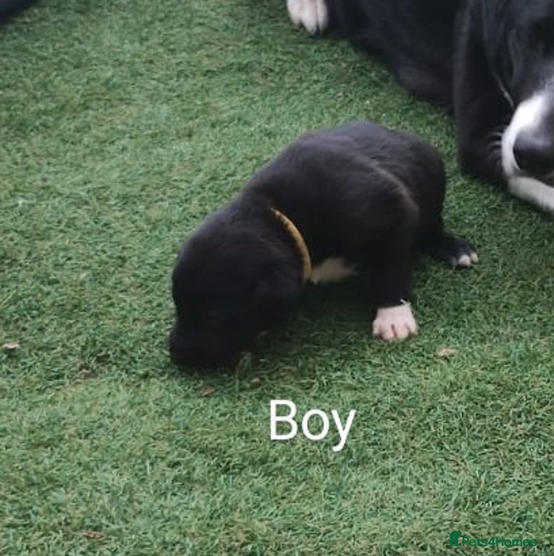 Borador dogs for sale: Beautiful litter of borador pups ready now - Image 11