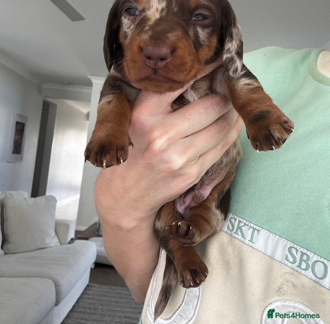 Miniature Dachshund dogs for sale: Of 5 purebred Miniature Dachshund - Image 3