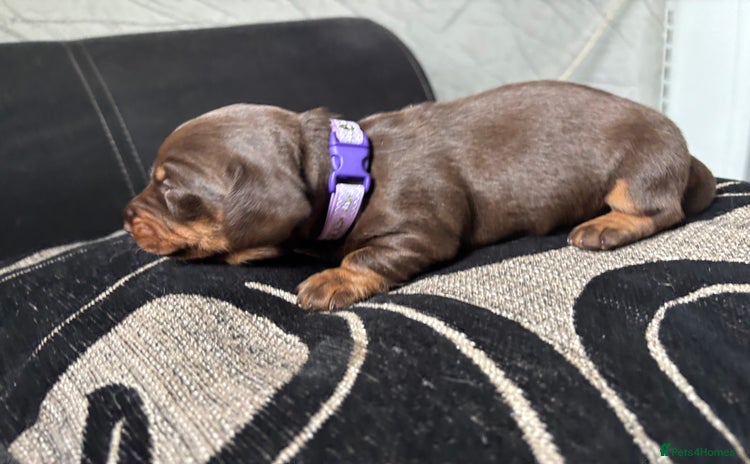 Miniature Dachshund dogs - Advert 2
