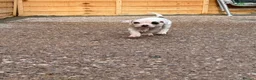 American Bulldog dogs for sale: NEBBR Papers!  - Advert 11