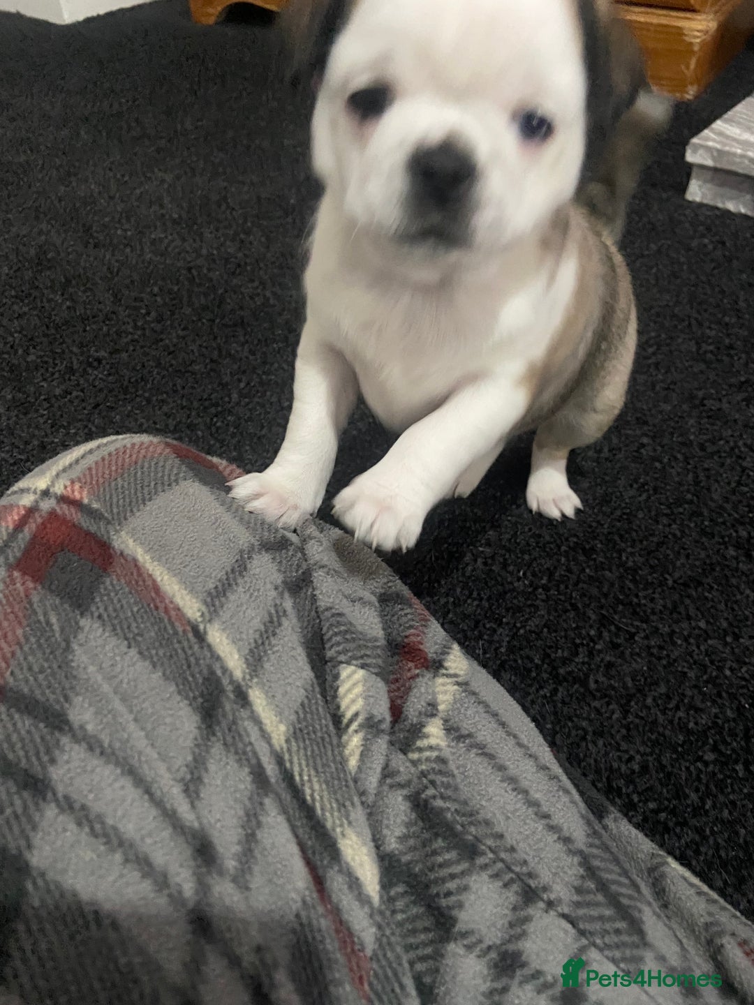 Chug dogs for sale: Stunning boy and girl Chug ready on February 7th - Advert 3