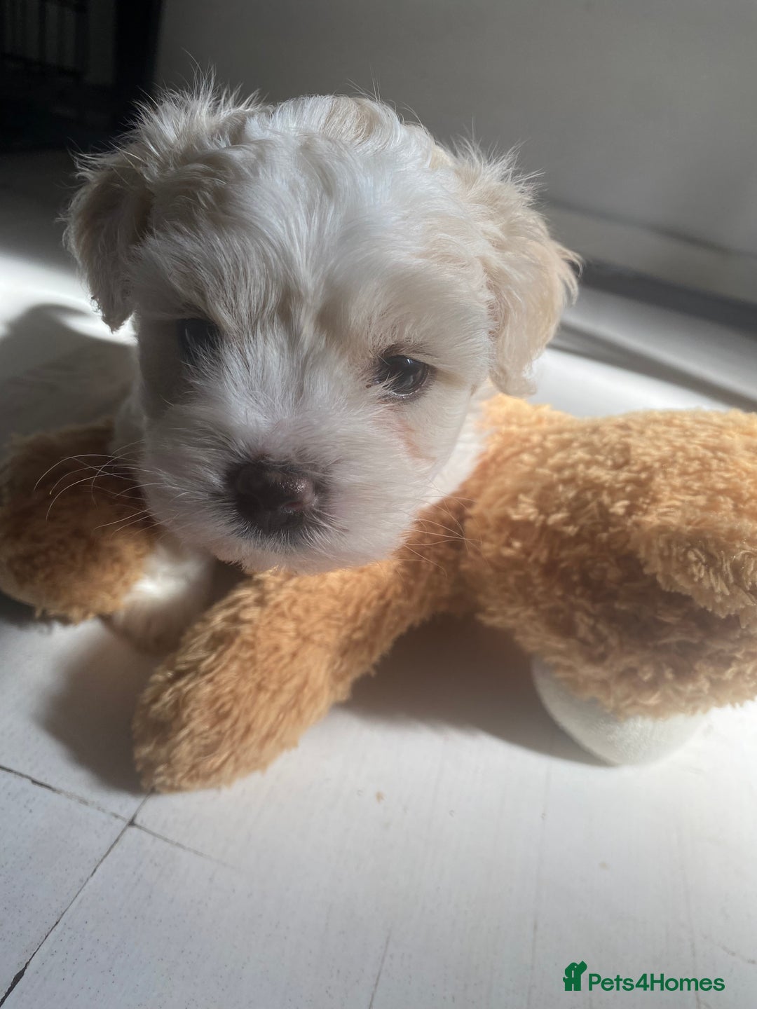 Zuchon dogs for sale: Zuchons pups ( Teddy bear pups) - Image 10