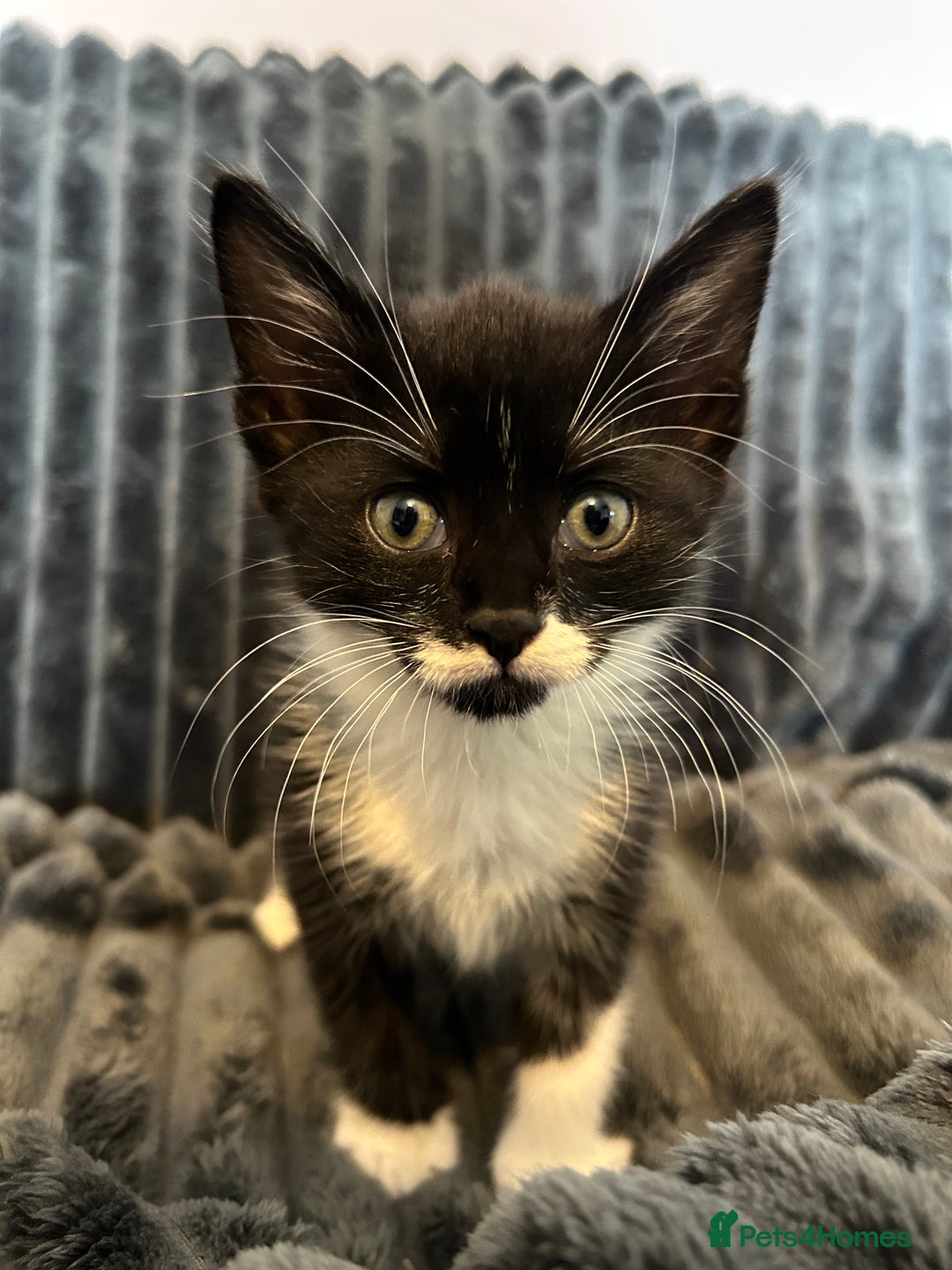 Domestic Shorthair cats for sale: Black and white domestic shorthair - Image 4