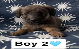 Mixed Breed dogs for sale: Bedlington whippet puppies - Image 15