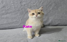 British Shorthair cats for sale: Pedigree golden British shorthair  - Image 4