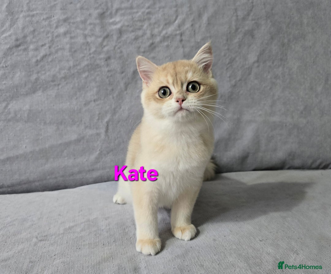 British Shorthair cats for sale: Pedigree golden British shorthair  - Image 4