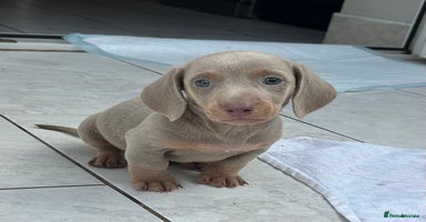 Dachshund dogs - Advert 3