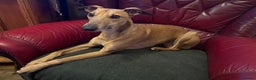 Whippet dogs for stud: Handsome Whippt x ItalianGreyhound Whiggy at stud  - Advert 1