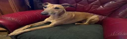 Whippet dogs for stud: Handsome Whippt x ItalianGreyhound Whiggy at stud  - Advert 1