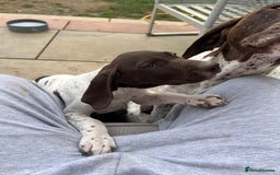German Shorthaired Pointer dogs for sale: German shorthaired pointer - Image 17