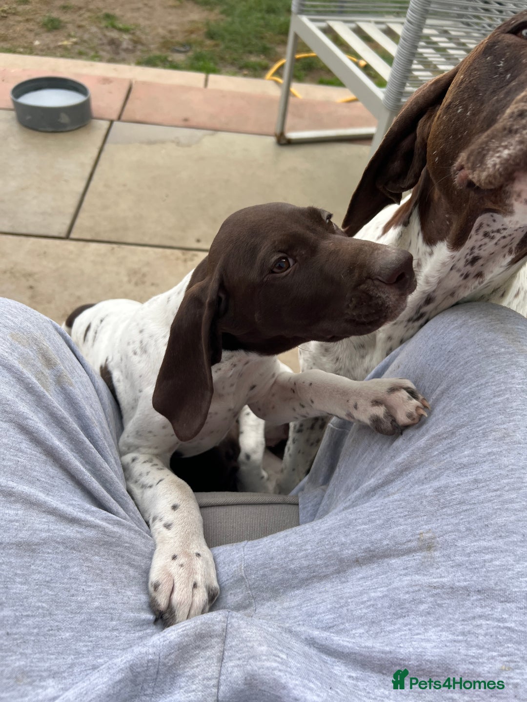 German Shorthaired Pointer dogs for sale: German shorthaired pointer - Image 17