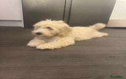 Cavachon dogs for sale: Beautiful little girl Cavachon puppy.  - Image 4