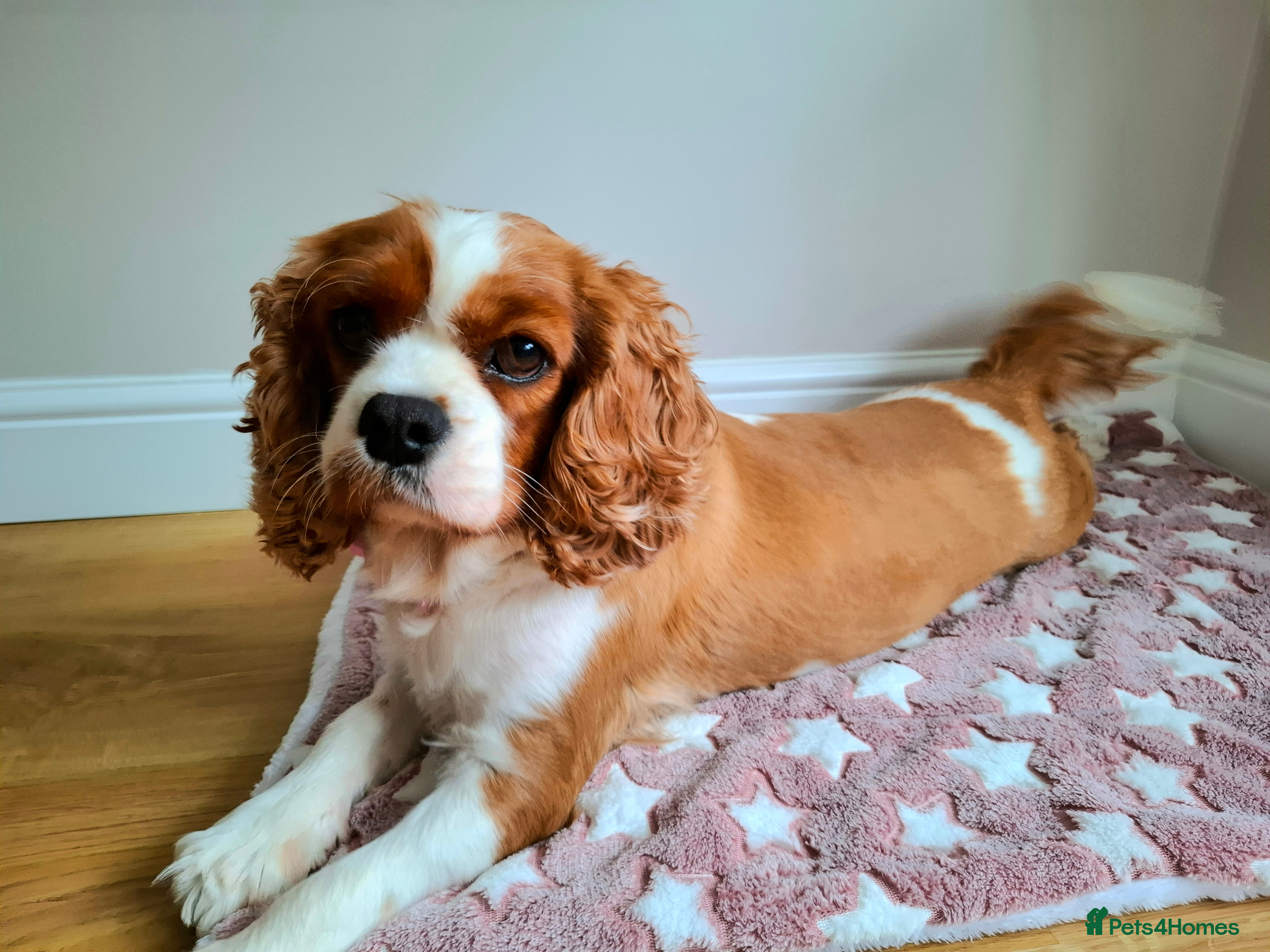 Cavalier King Charles Spaniel dogs 🥇❤️Beautiful Cavalier King Charles Spaniel 🐾⭐️ - Advert 10