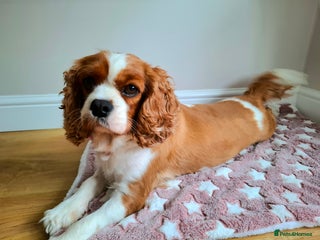 Cavalier King Charles Spaniel dogs 🥇❤️Beautiful Cavalier King Charles Spaniel 🐾⭐️ - Advert 10