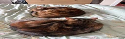 Mixed Breed cats for sale: Bengal mix sisters  in Harrogate - Advert 3