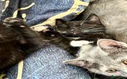 Mixed Breed cats for sale: 3 mixed breed kittens  - Image 6