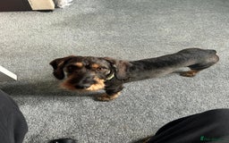 Dachshund dogs for sale: Teckle Dachshund  - Advert 10