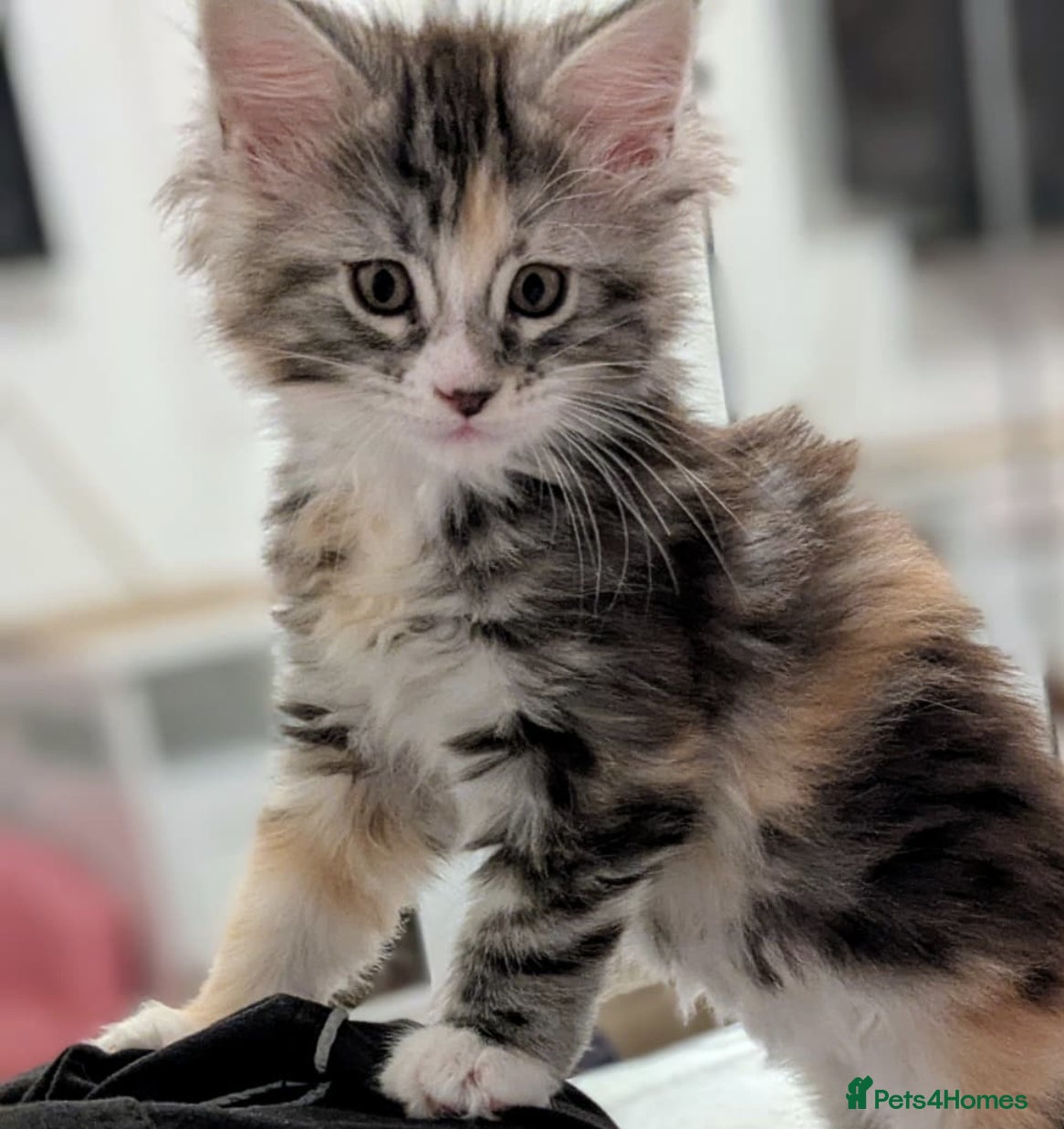 Maine Coon cats 🌟TICA🌟pure maine coon kitten - Advert 8