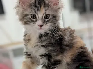 Maine Coon cats 🌟TICA🌟pure maine coon kitten - Advert 8