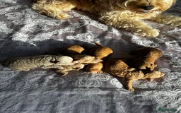 Cockapoo dogs for sale: Beautiful puppies in time for  ** ! 🐶 🥰  **   - Image 8