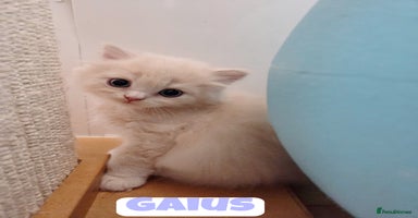 British Shorthair cats - Advert 8