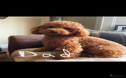 Cavapoo dogs for sale: Cavapoo puppies boys and girls available - Image 10