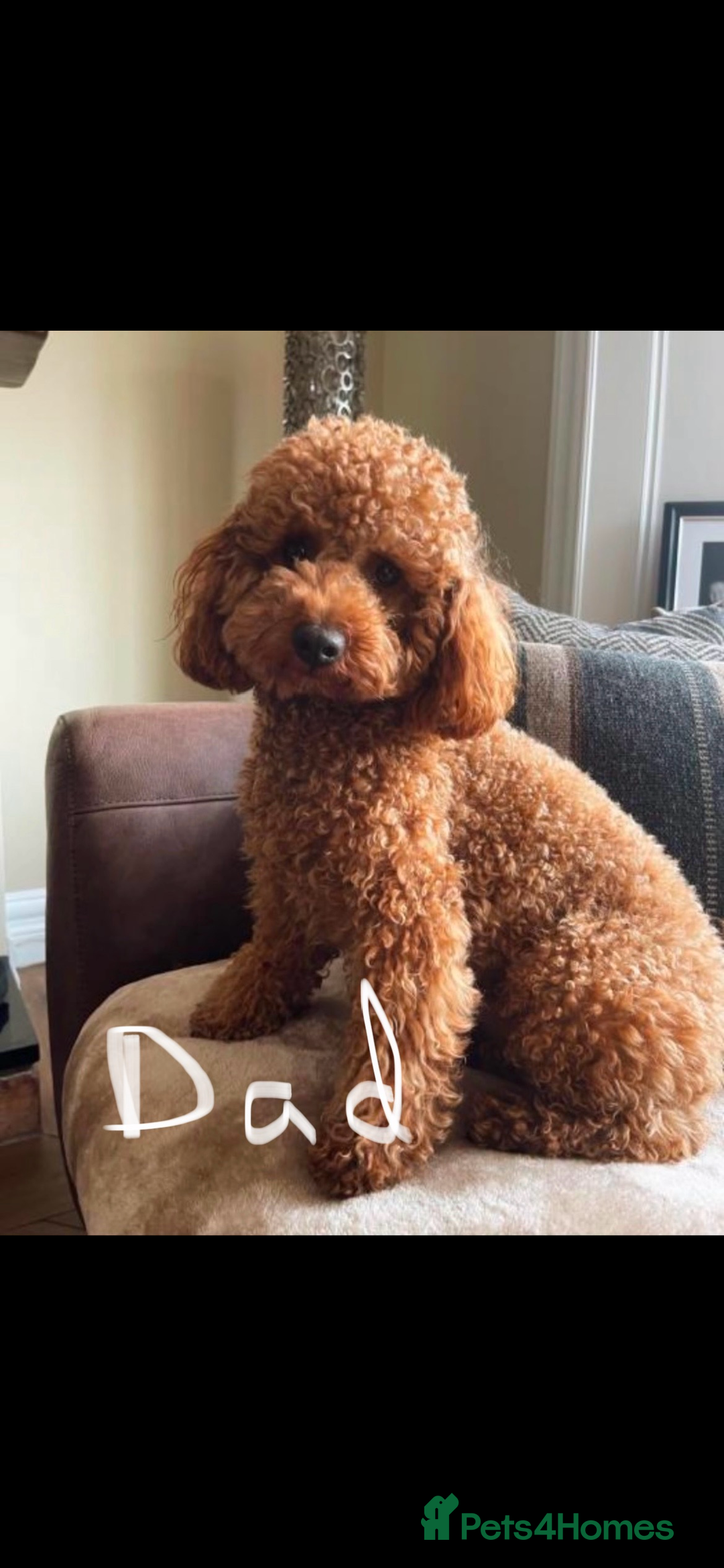 Cavapoo dogs for sale: Cavapoo puppies boys and girls available - Image 10