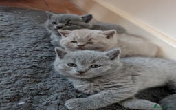 British Shorthair cats for sale: Two remaining British blue shorthair kittens  - Image 17