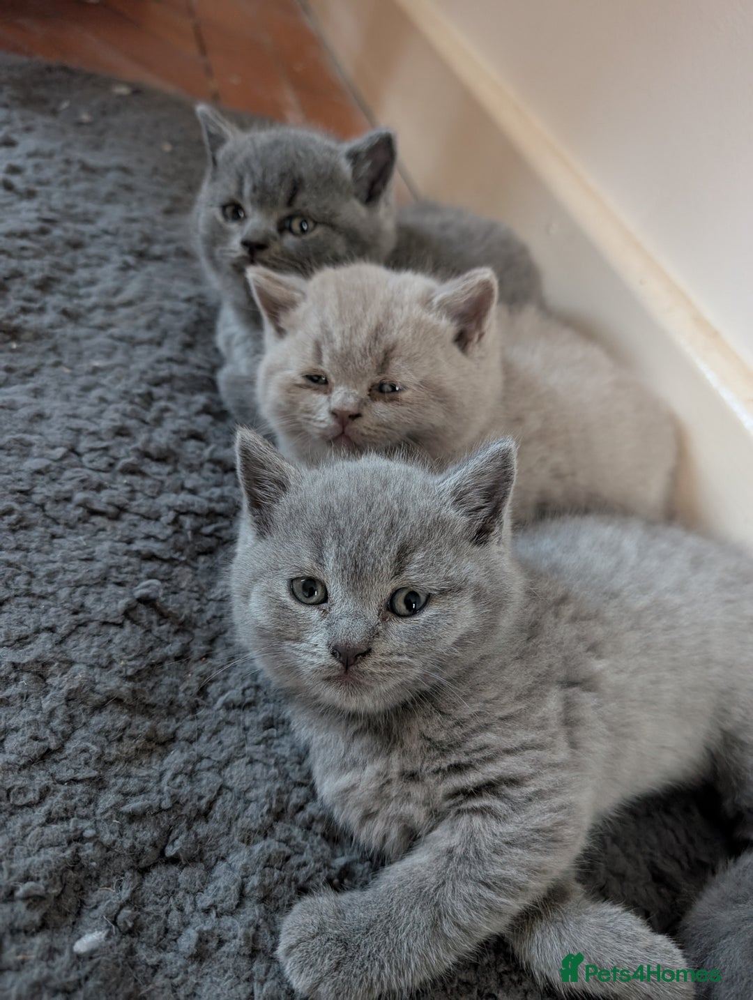 British Shorthair cats for sale: Two remaining British blue shorthair kittens  - Image 17