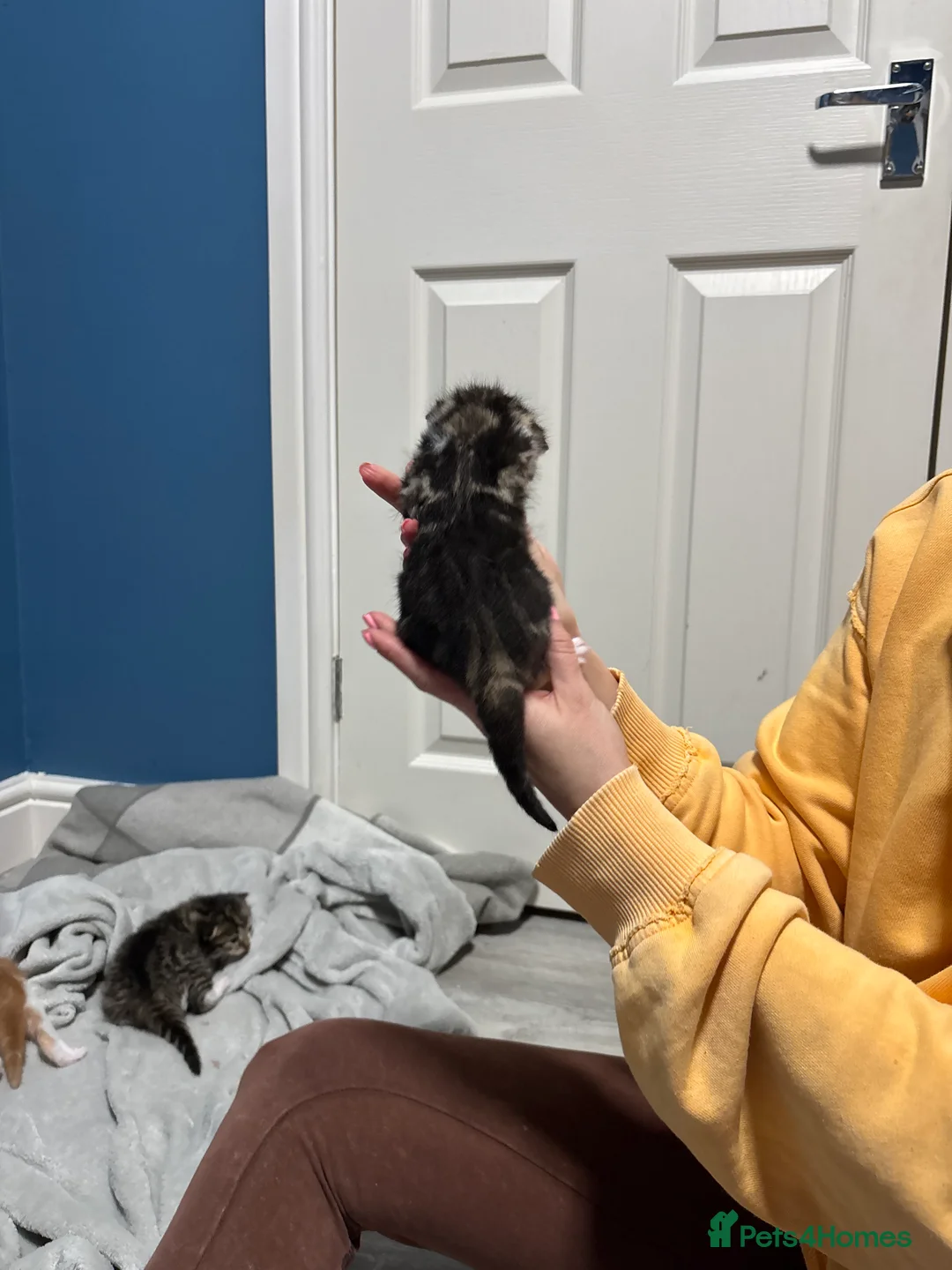 Mixed Breed cats for sale: Mixed breed kittens  - Advert 3