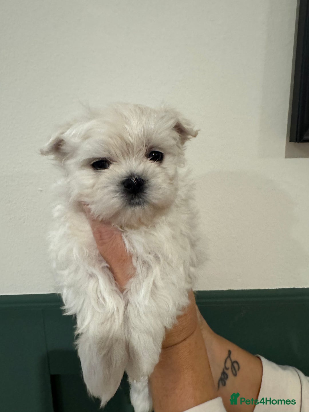 Maltese dogs for sale: Adorable Korean KC Maltese  - Advert 14