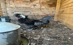 Chickens poultry for sale: Polish bantams - Image 3