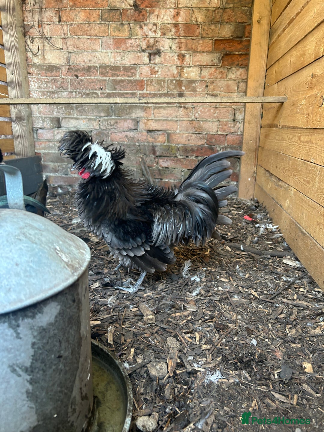 Chickens poultry for sale: Polish bantams - Image 3