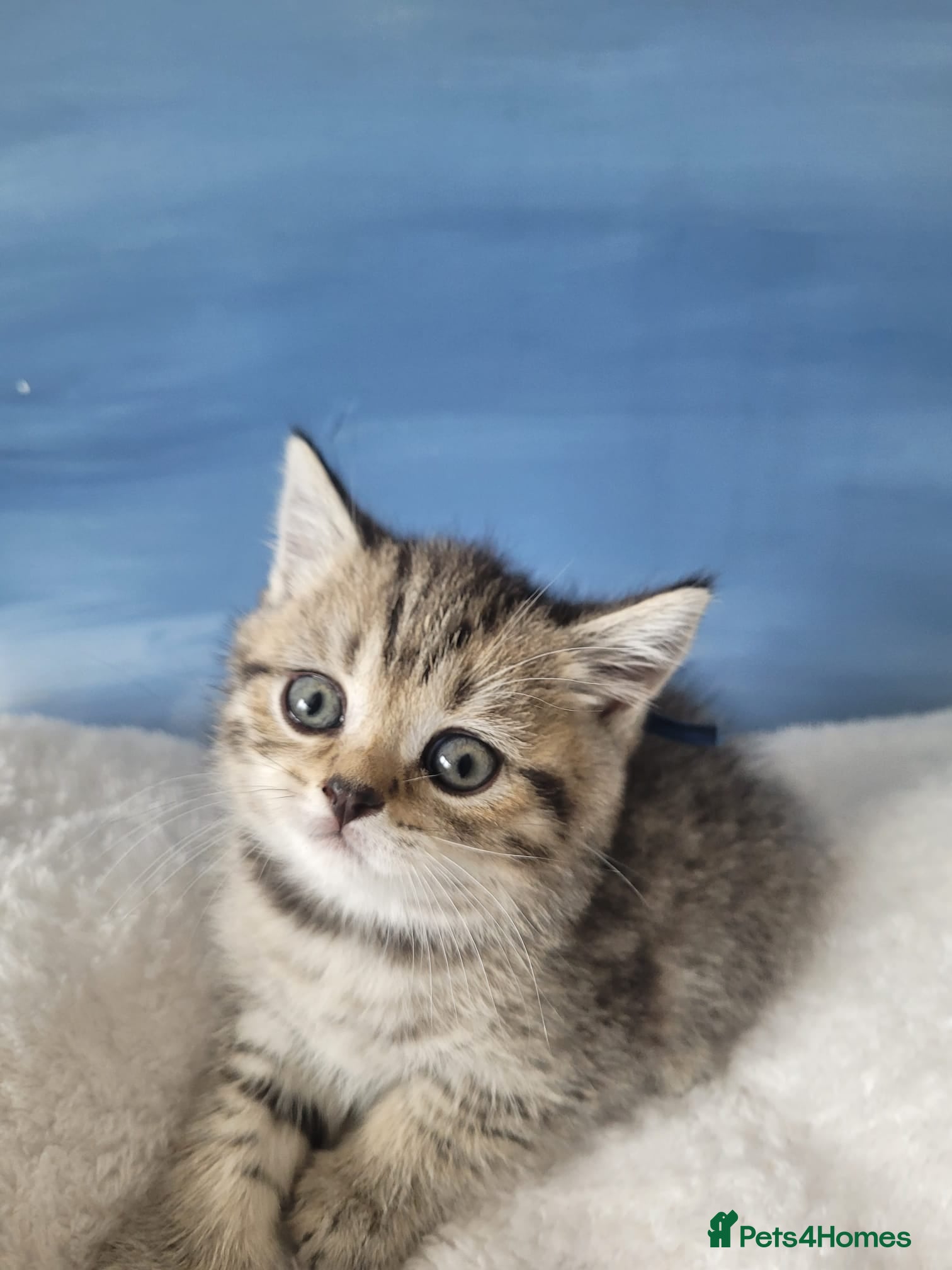 British Shorthair cats Chunky registered boys - Advert 8