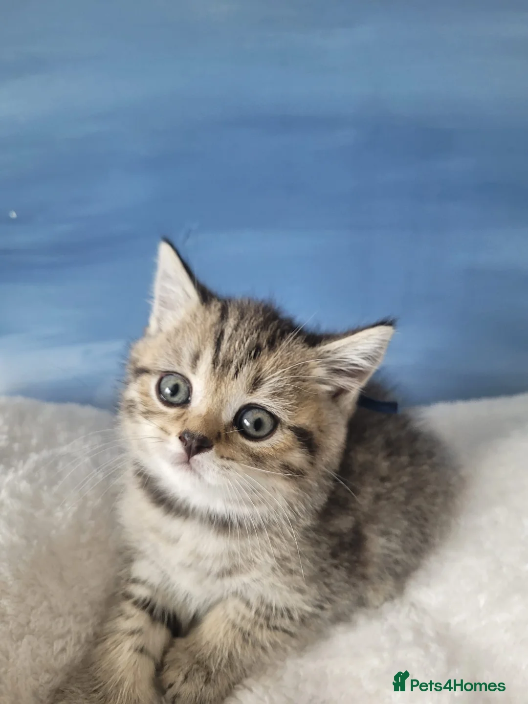 British Shorthair cats for sale: Chunky registered boys - Advert 1
