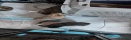 Chihuahua dogs for sale: Adorable little Chihuahua Puppies - Advert 10