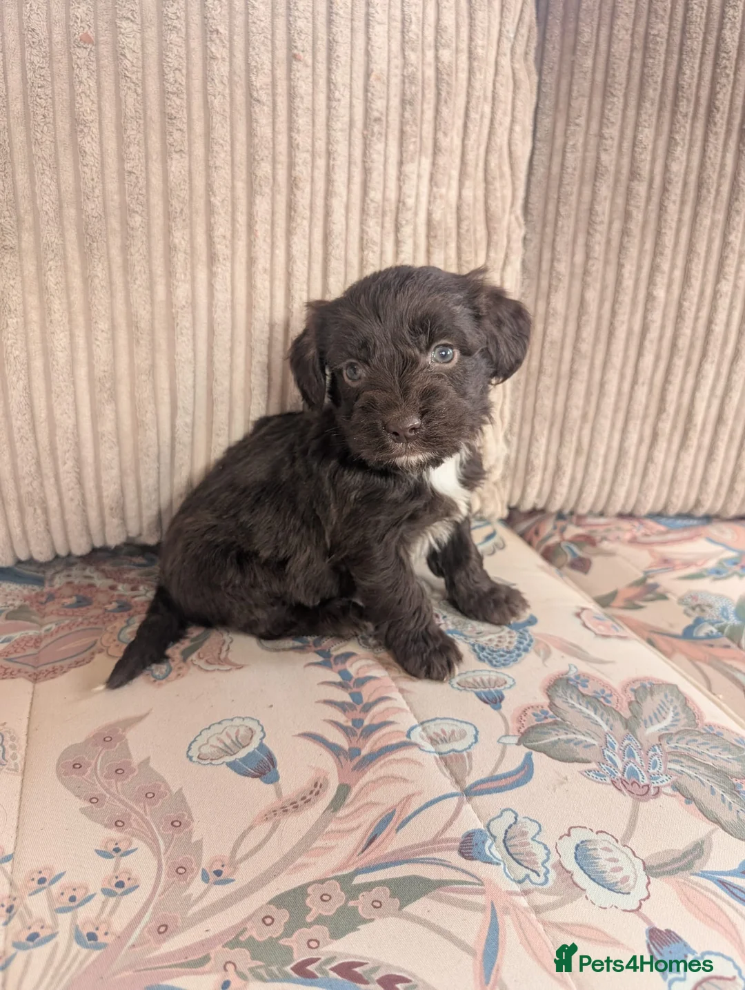 Cockapoo dogs for sale: Toy poodle puppies  in Alfreton - Advert 4
