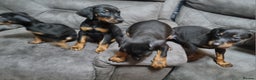 Dobermann dogs for sale: Doberman puppies - Advert 5