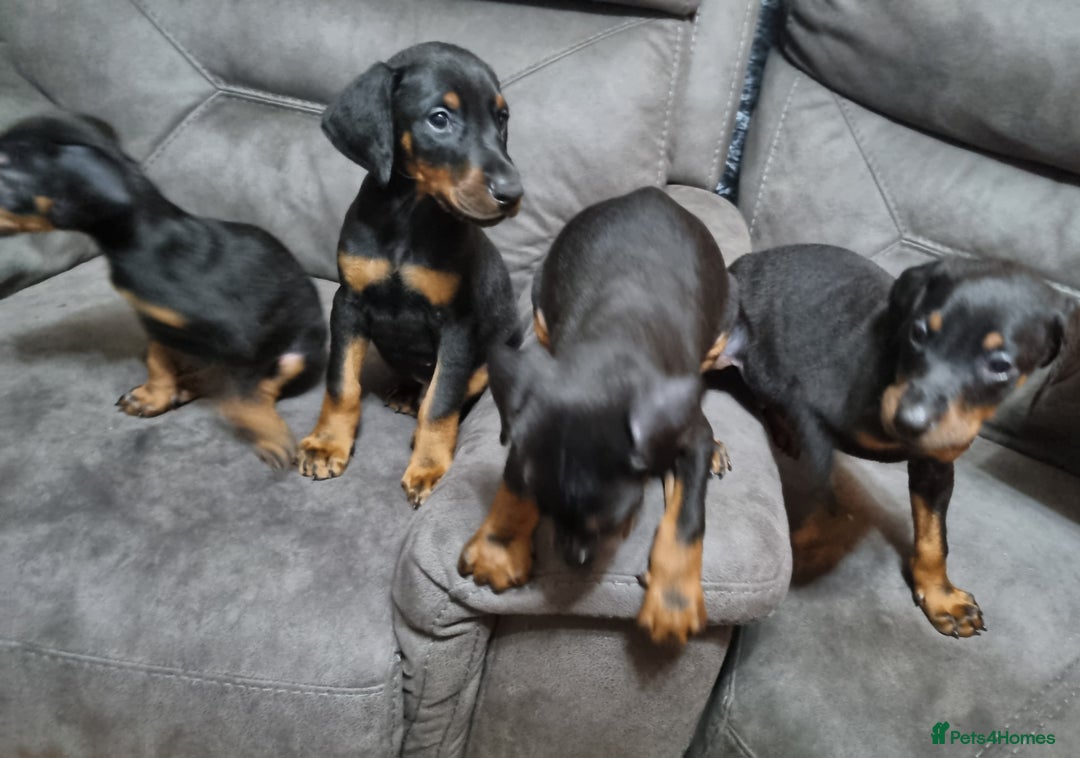 Dobermann dogs for sale: Doberman puppies - Advert 5