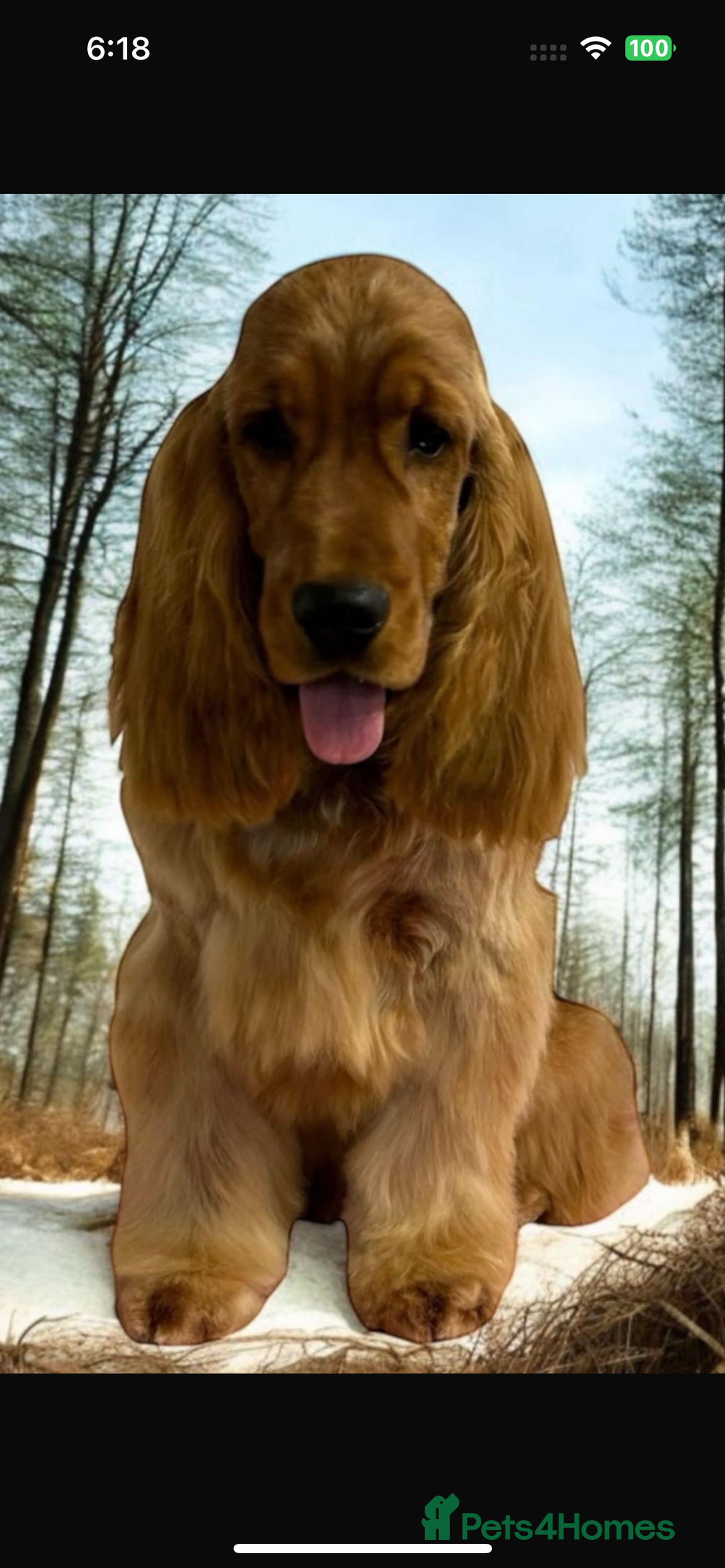 Cocker Spaniel dogs for sale: Stunning traditional show cocker spaniels*** - Image 7