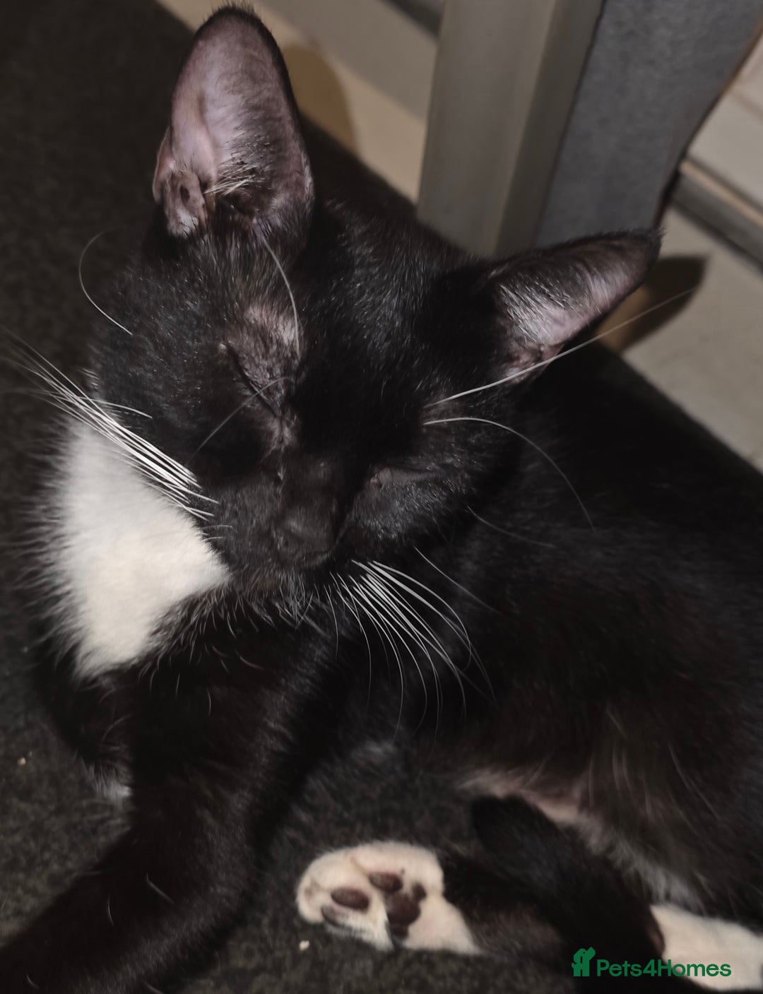 British Shorthair cats for sale: 2 male kittens ready for their new home - Advert 13