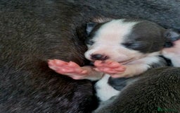 Mixed Breed dogs for sale: Whippet x Italian greyhounds for sale  - Image 6