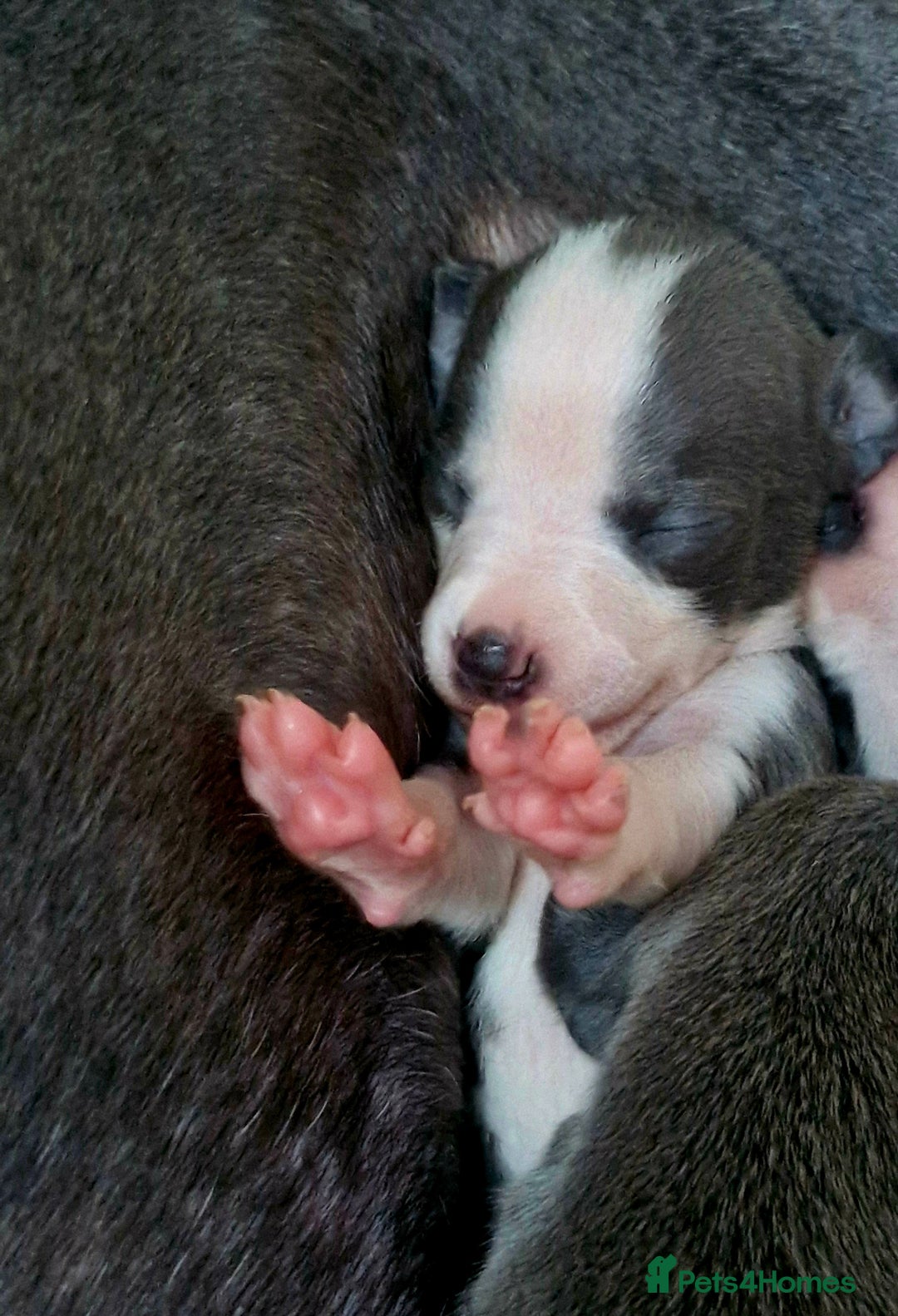 Mixed Breed dogs for sale: Whippet x Italian greyhounds for sale  - Image 6