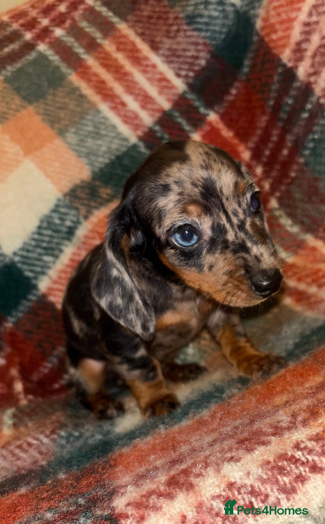 Miniature Dachshund dogs for sale: 🐶 beautiful tiny Dachshund puppies🐶 - Advert 5