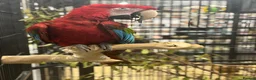 Macaws birds for sale: Gorgeous Greenwing Macaw  - Advert 5