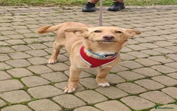 Mixed Breed dogs for adoption: ❤️Hope&Joy — two 7(8) months small sisters❤️ - Advert 10