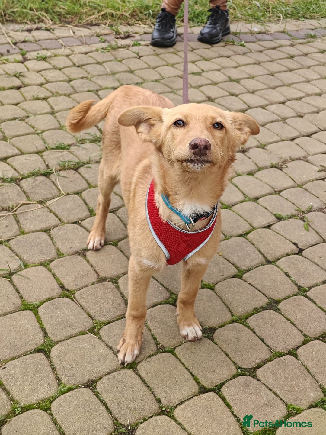 Mixed Breed dogs for adoption: ❤️Hope&Joy — two 7(8) months small sisters❤️ - Advert 10