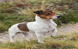 Jack Russell dogs for sale: Top Quality Jack Russell Puppies  - Image 3