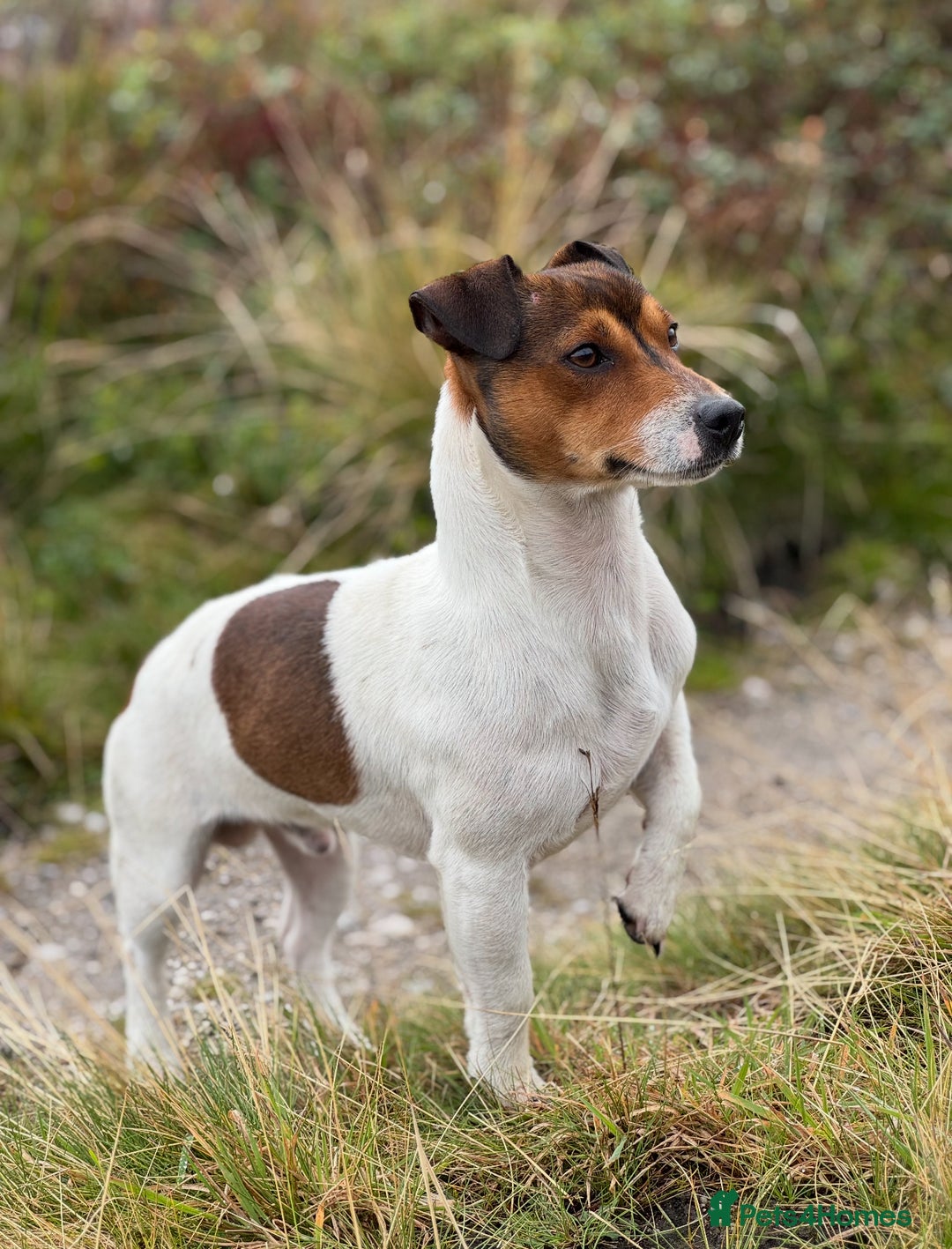 Jack Russell dogs for sale: Top Quality Jack Russell Puppies  - Image 3