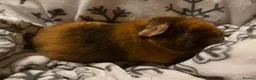 Guinea Pig rodents for sale: 3 female guinea pigs + set up - Advert 6